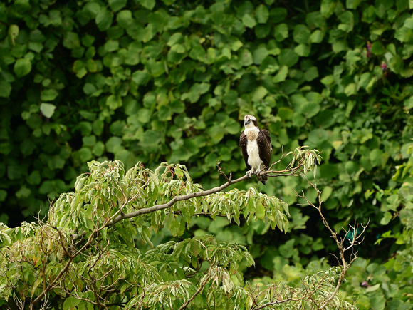d0157380_1615622.jpg