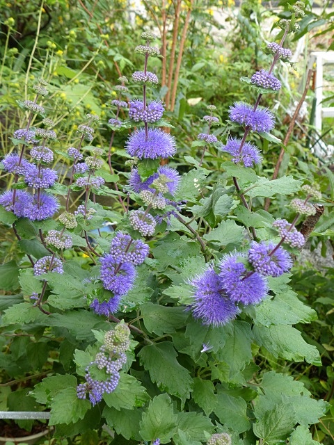 f0357487_23321542.jpg