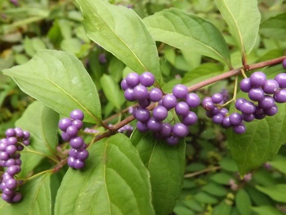 f0019498_1431472.jpg