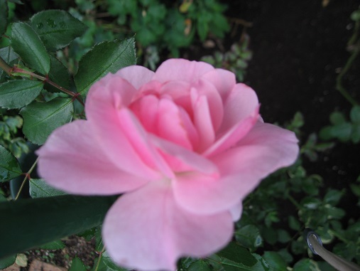 f0325309_17305002.jpg