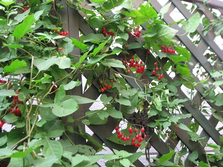 f0325309_17315139.jpg