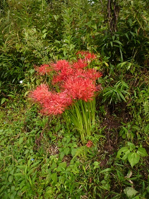 f0031420_8571072.jpg