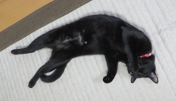 c0280322_20381673.jpg
