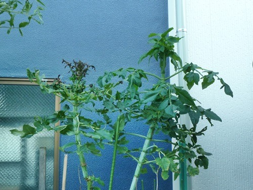 e0033229_19512455.jpg