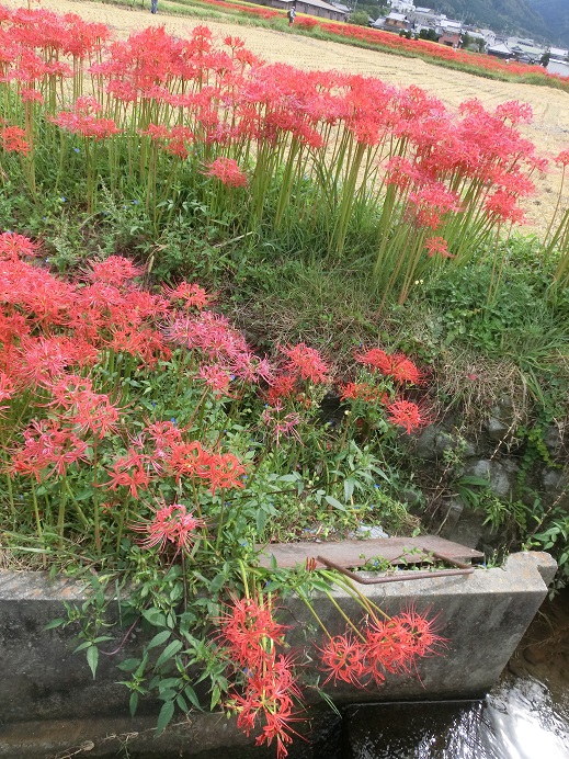 f0237037_1233218.jpg