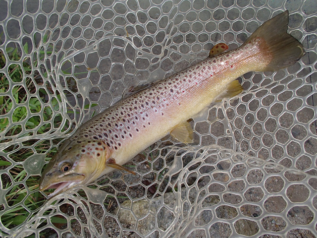 f0065341_16144247.jpg