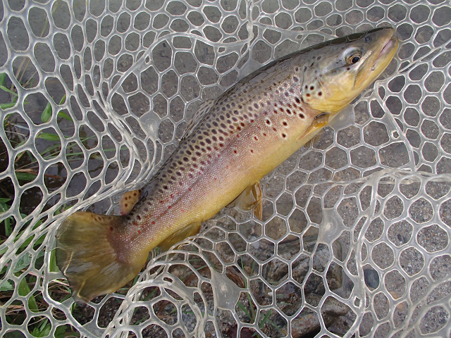 f0065341_16145566.jpg