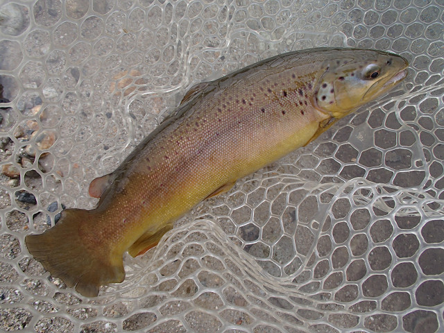 f0065341_1625462.jpg