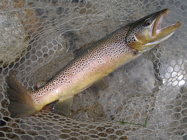 f0065341_16282425.jpg