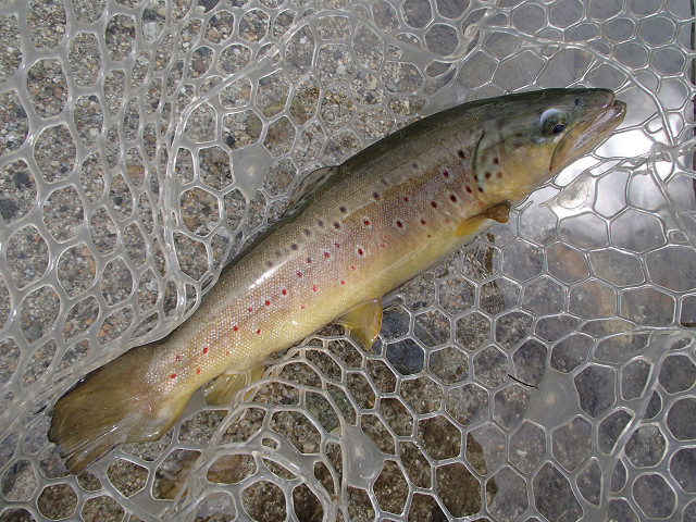 f0065341_1630612.jpg