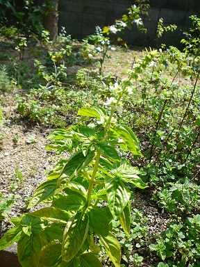 f0131641_23392232.jpg