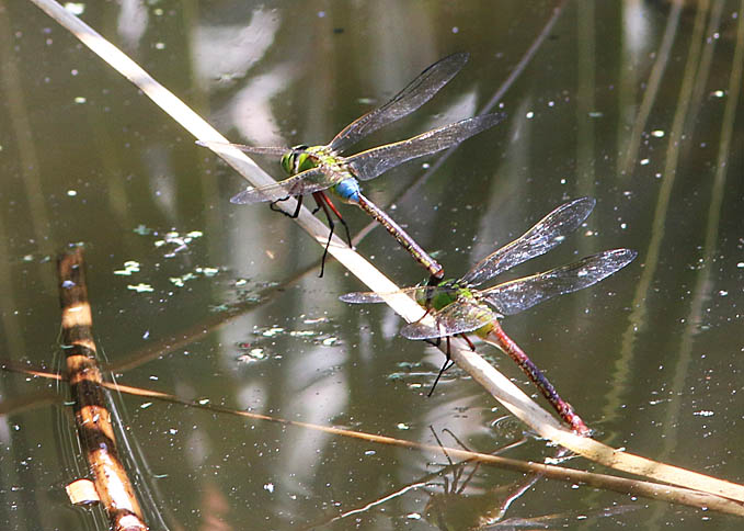 d0146854_1748652.jpg