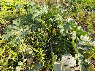e0004756_20551276.jpg