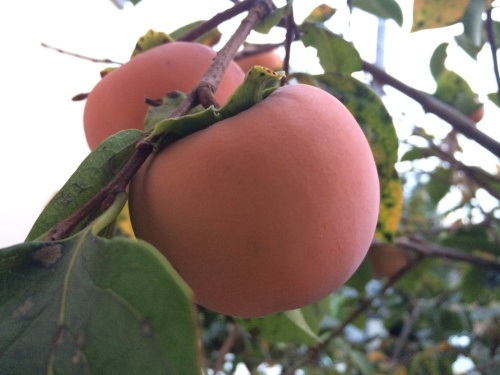 f0201297_09143526.jpg