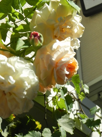 c0152002_18162656.jpg