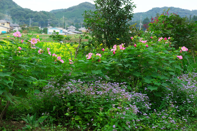 a0263109_15117.jpg