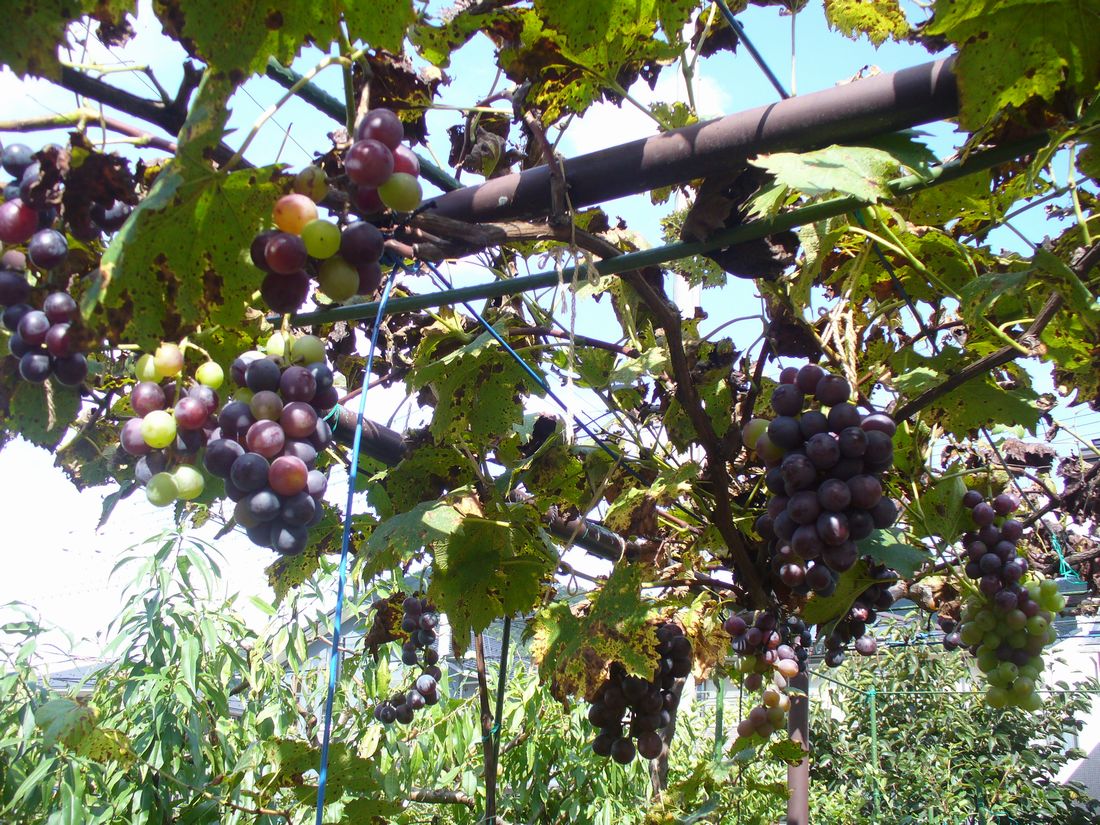 f0346527_22353168.jpg