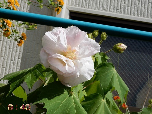 e0033229_2023573.jpg