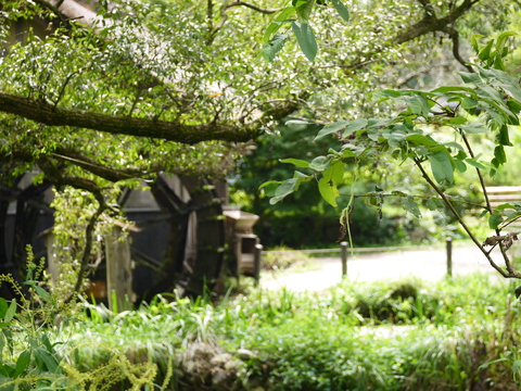 a0305533_14233186.jpg