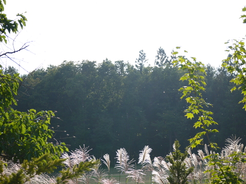 a0305533_14415348.jpg