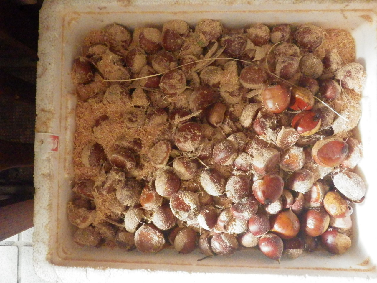 c0300035_8173248.jpg