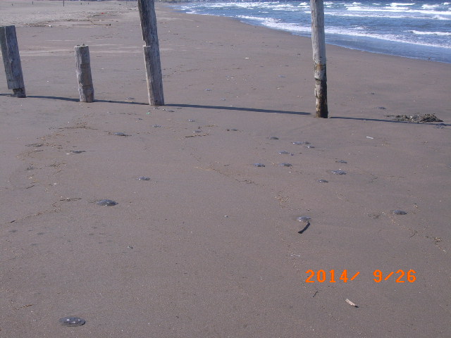 a0157451_18301739.jpg