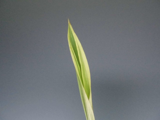 f0318967_20593495.jpg