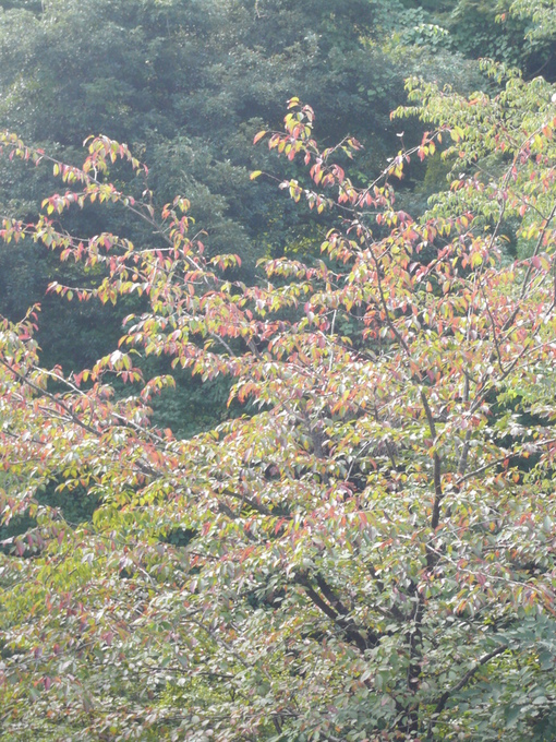 b0330413_21133650.jpg