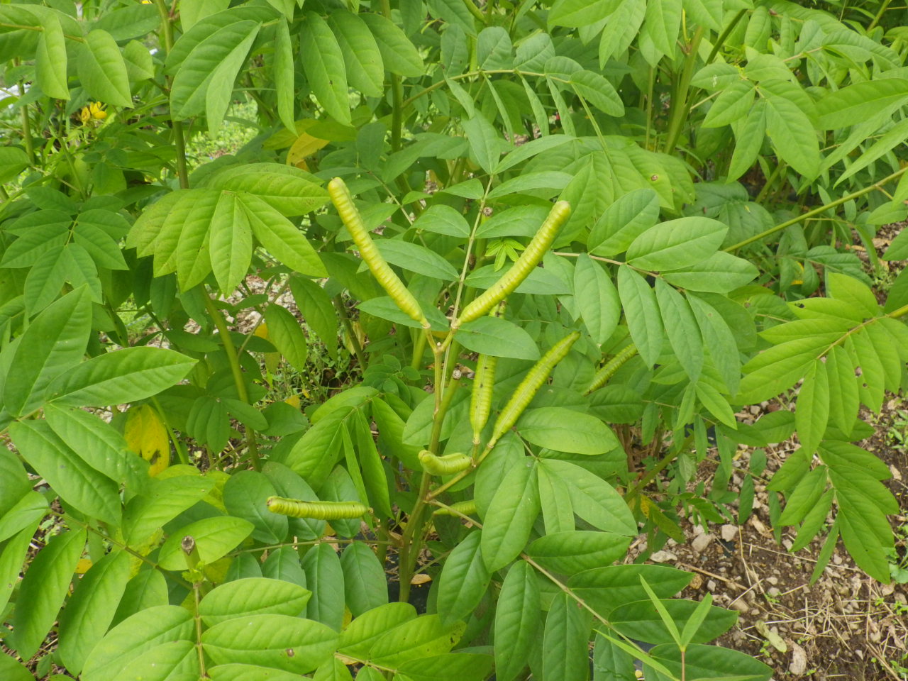 c0300035_14594274.jpg