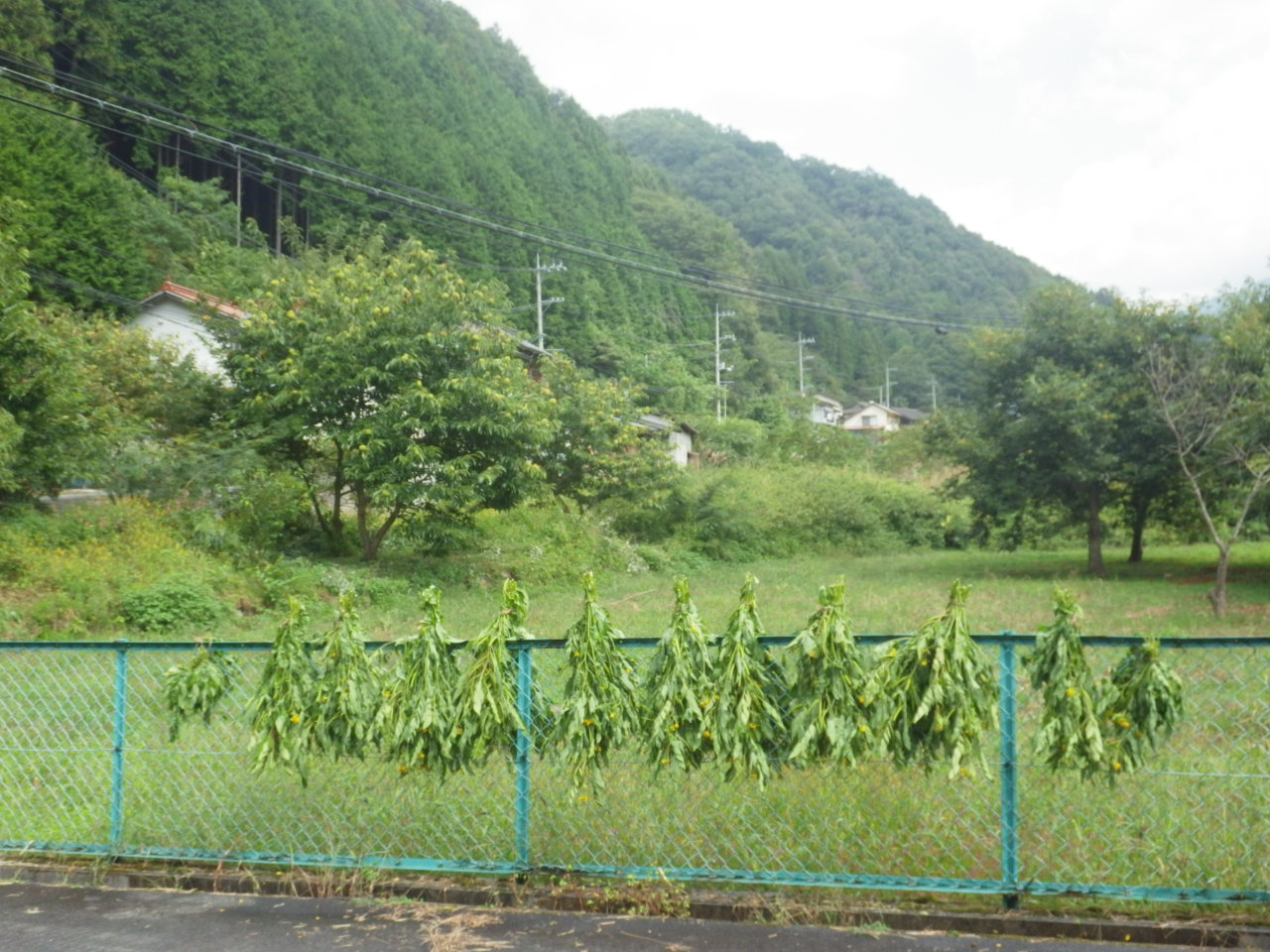 c0300035_1501433.jpg