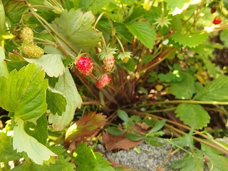 e0004756_20534661.jpg