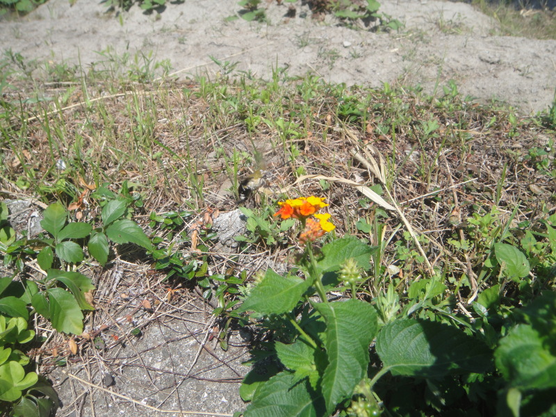 c0108460_17120975.jpg