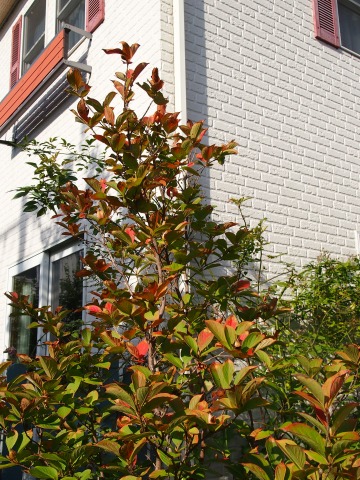 c0117007_1433529.jpg