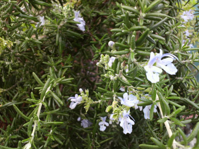 e0099212_224891.jpg
