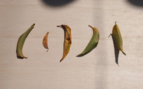 c0188928_2012178.jpg