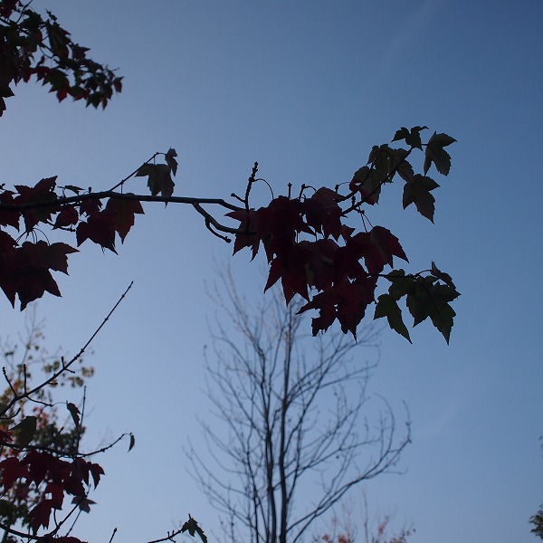 a0148431_09450387.jpg