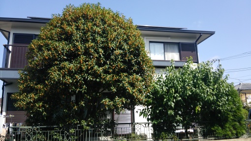 e0166032_20125903.jpg