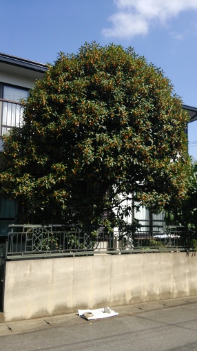 e0166032_20131625.jpg