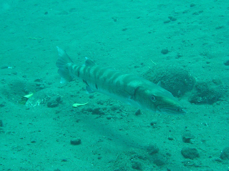b0042837_51372.jpg