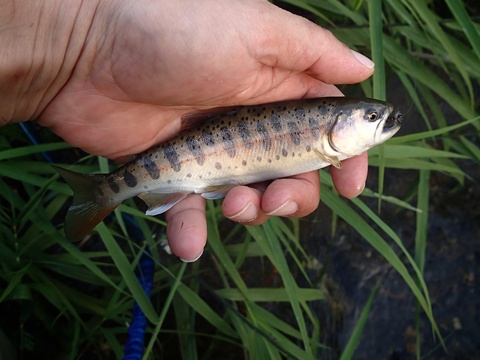 f0280739_19124143.jpg