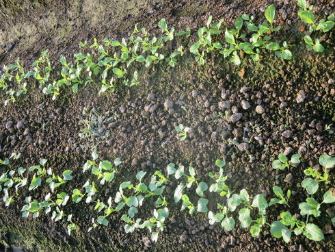 f0126953_14111573.jpg
