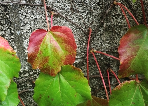 e0143690_7244264.jpg