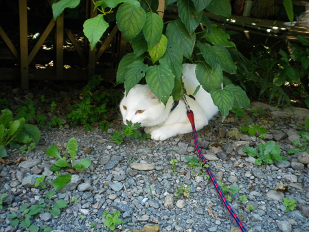 f0239100_217426.jpg