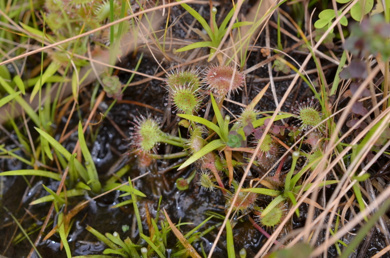 b0338817_16161028.jpg