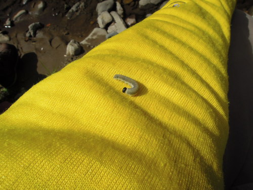 e0147226_20442022.jpg