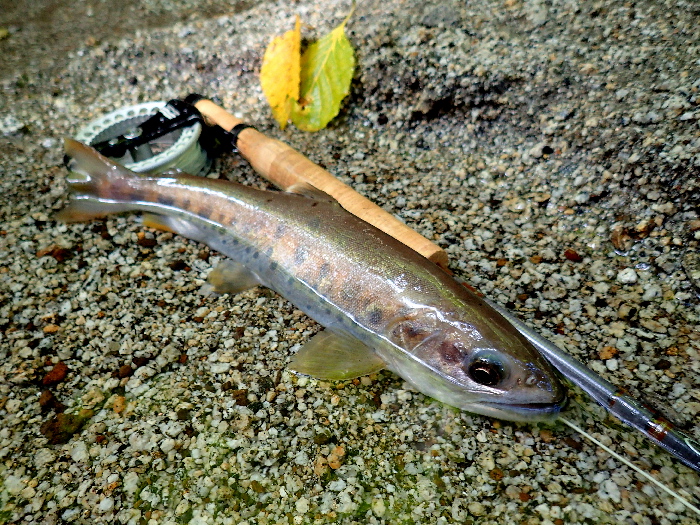 f0103126_20212275.jpg
