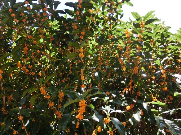 c0156345_14333190.jpg