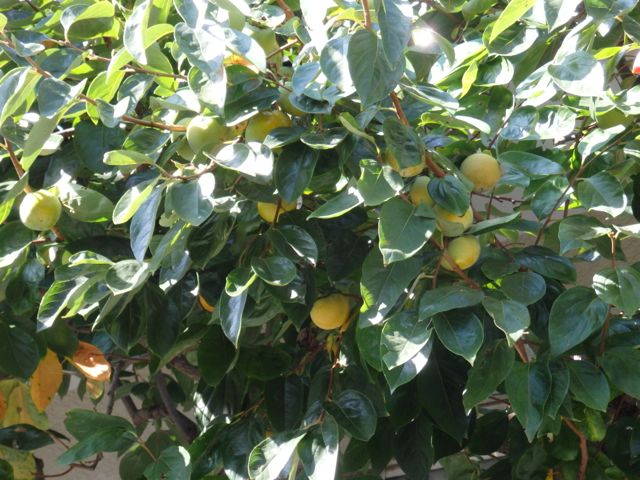 f0130894_23175486.jpg