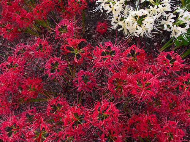 c0008502_455030.jpg