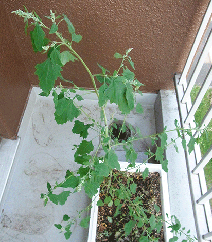 c0216405_9392753.gif